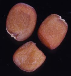 Cardamine parvula. Seeds (CHR 358809).
 Image: P.B. Heenan © Landcare Research 2019 CC BY 3.0 NZ
